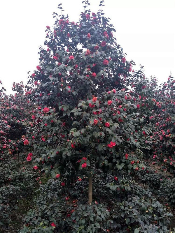 高杆茶花基地实拍图