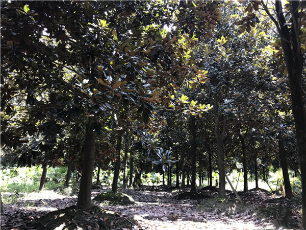 木兰树图片