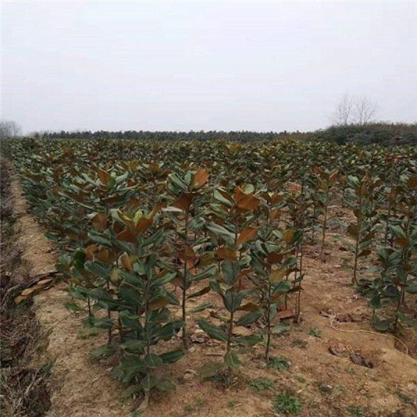 木兰树图片