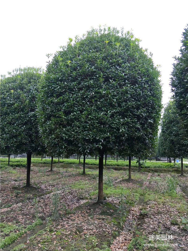 成都桂花树基地实拍图片