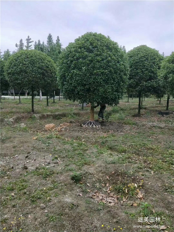 重庆桂花树基地实拍