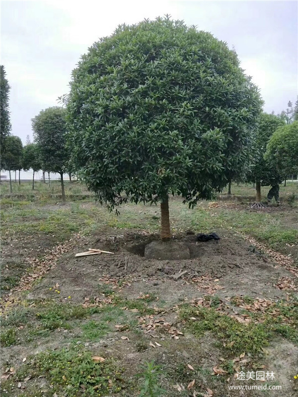 云南桂花树基地