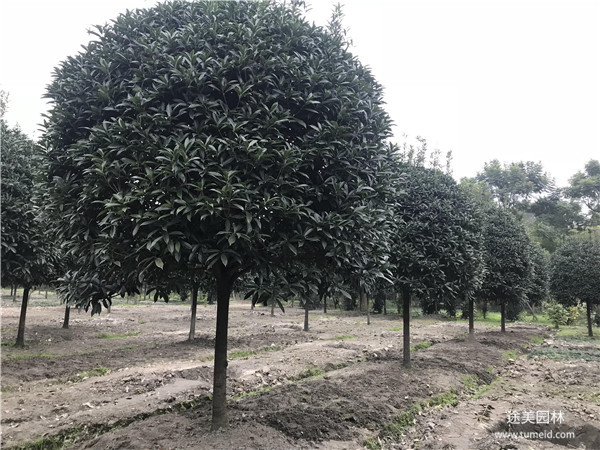 成都桂花树基地实拍