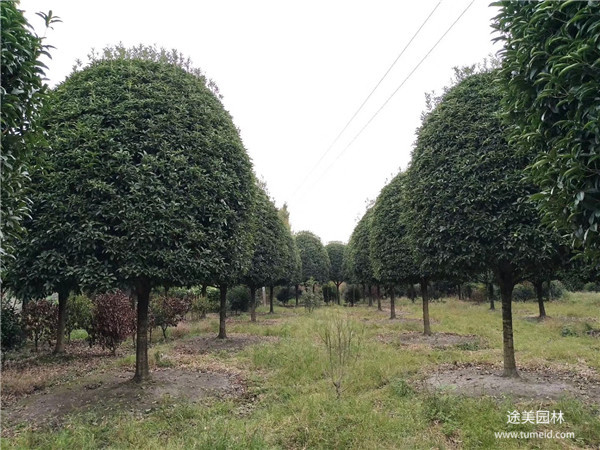 大型桂花树基地实拍图