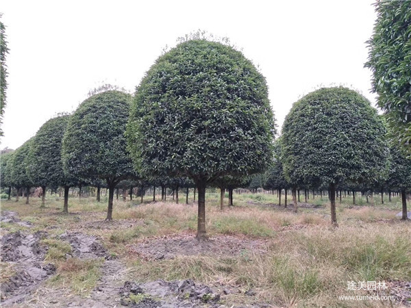 桂花树