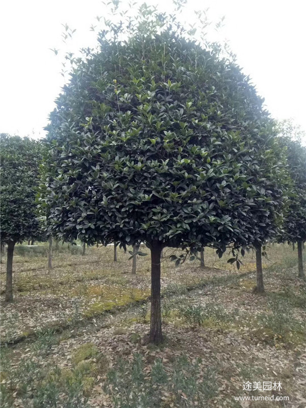 成都桂花树基地实拍