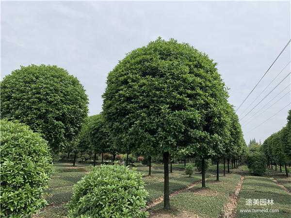 桂花树图片