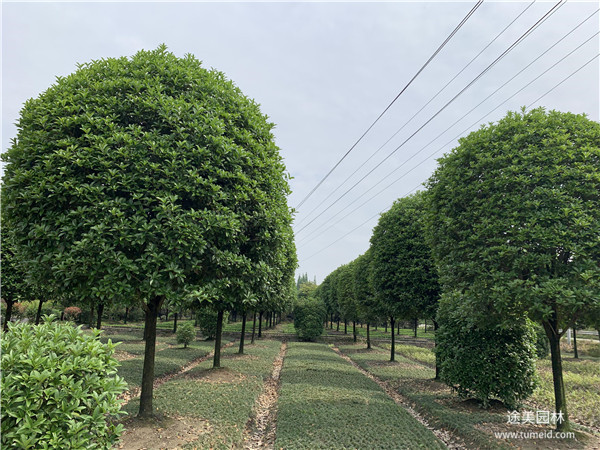 桂花树图片