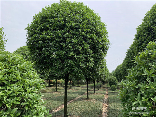 桂花树图片