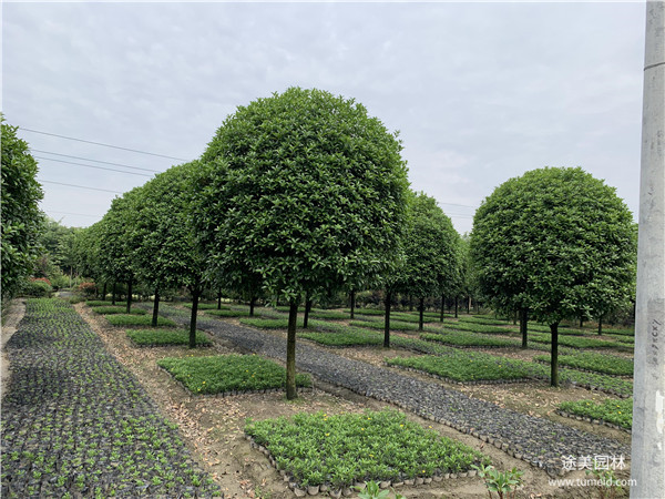 成都桂花树基地实拍