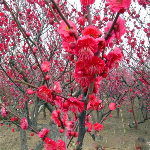 红梅基地实拍图片