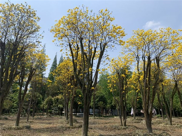 黄花风铃木