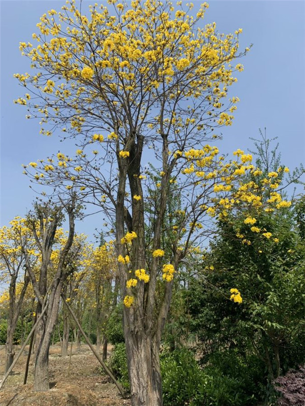 黄花风铃木基地实拍图片