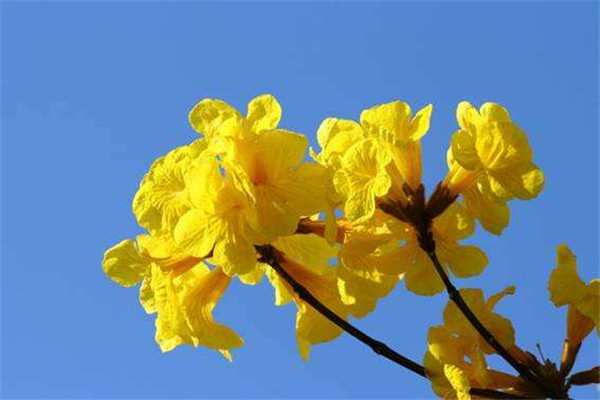 黄花风铃木图片