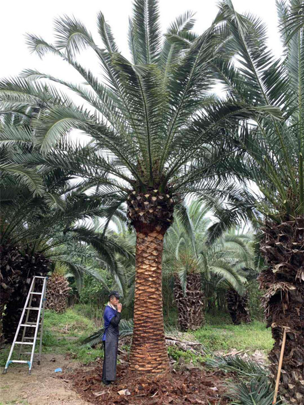 加拿利海枣基地实拍图片