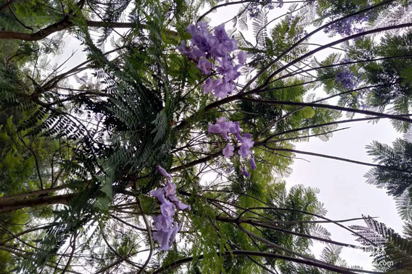 蓝花楹开花了