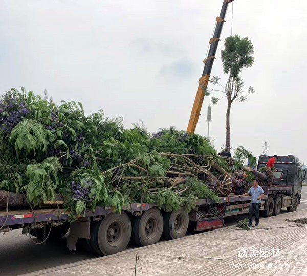 长沙苗木基地图片