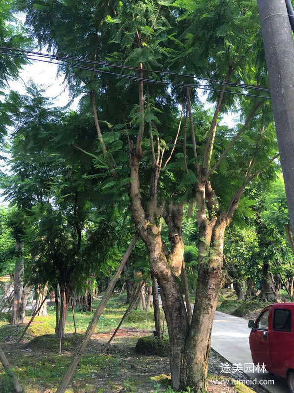 大规格蓝花楹图片