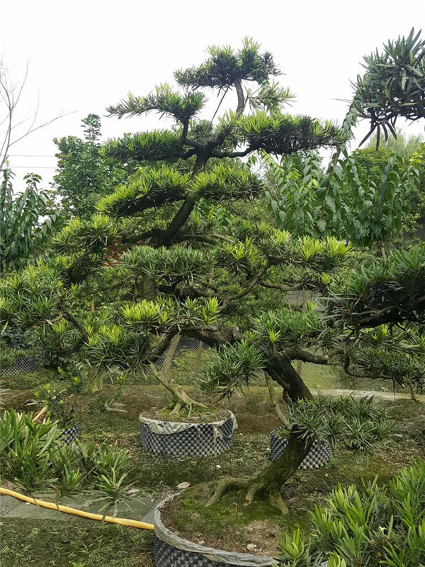 罗汉松基地实拍图片