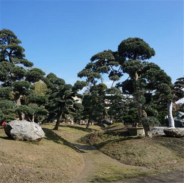 四川罗汉松基地实拍图