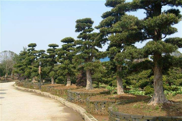 罗汉松基地实拍图片