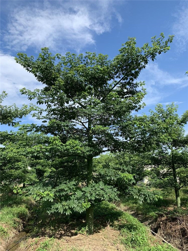 美丽异木棉基地实拍图片