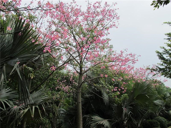 美丽异木棉基地实拍图片