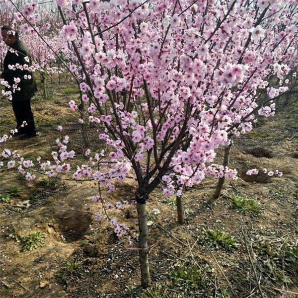 美人梅基地实拍图片