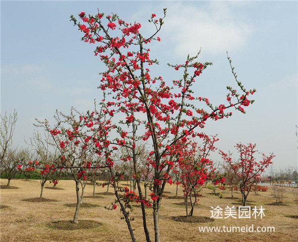 海棠花图片