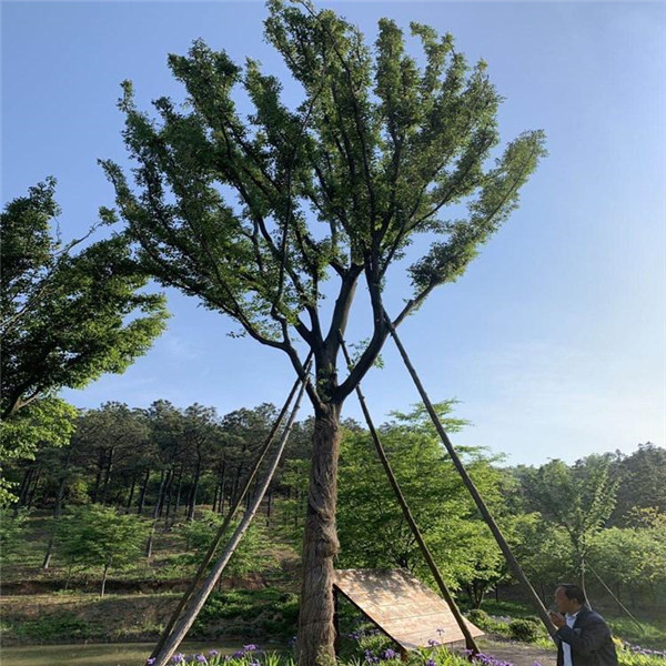 大规格朴树图片 基地直销中