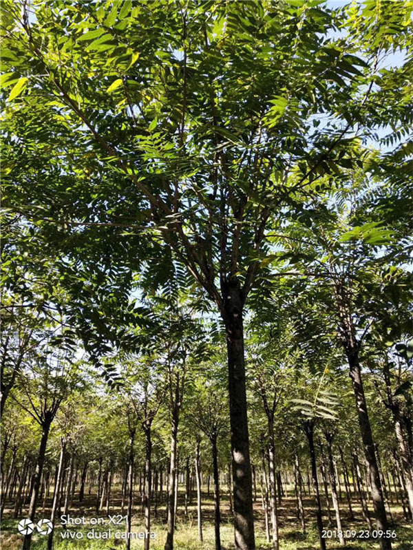 千头椿基地实拍图片