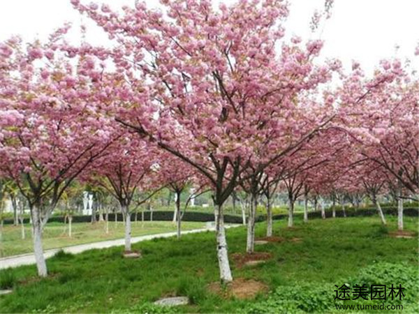 四川樱花基地实拍图