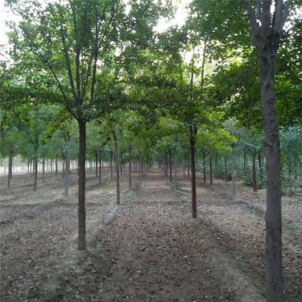 我国各地区适合种植什么绿化苗木?
