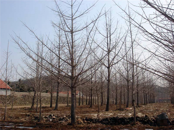 实生银杏基地实拍图片