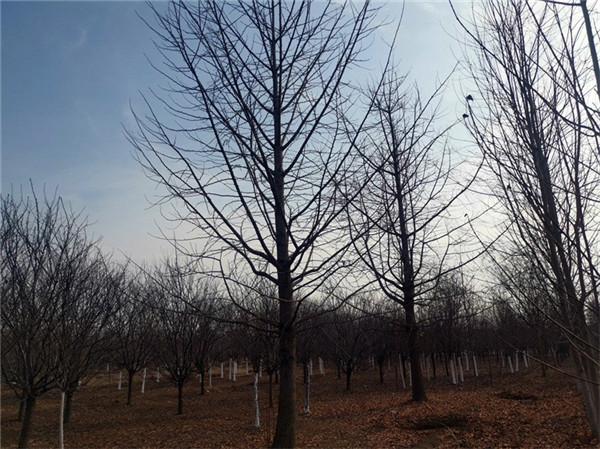 实生银杏基地实拍图片