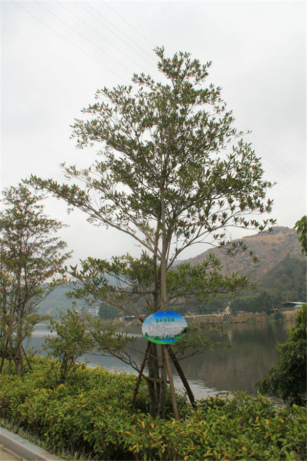 水石榕基地实拍图片