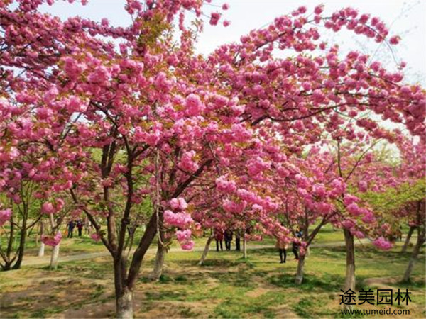 晚樱开花图片实拍