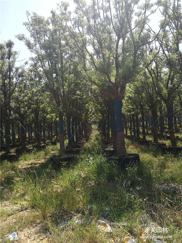 途美园林第三苗圃基地展示