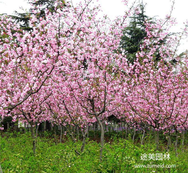 福建西府海棠基地图片