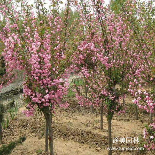 福建西府海棠基地图片