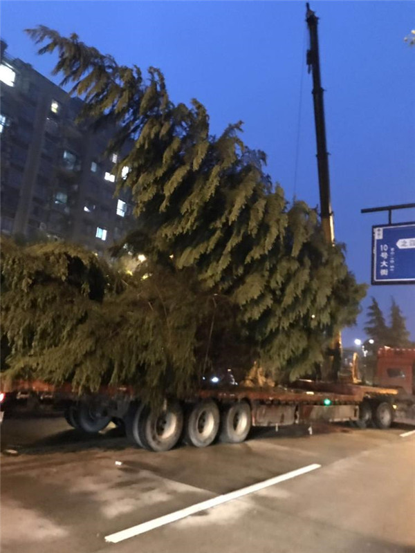 雪松基地图片