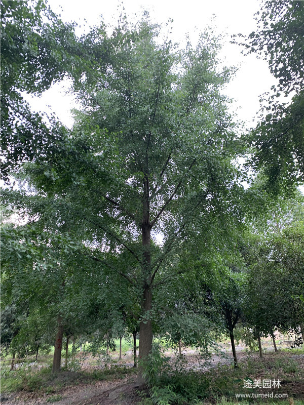 银杏树基地实拍