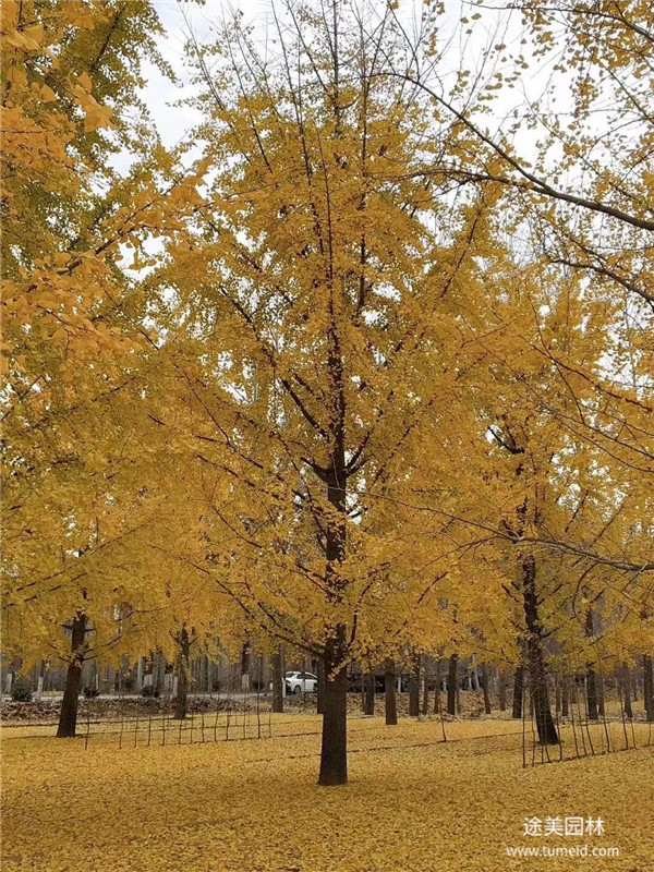 银杏树