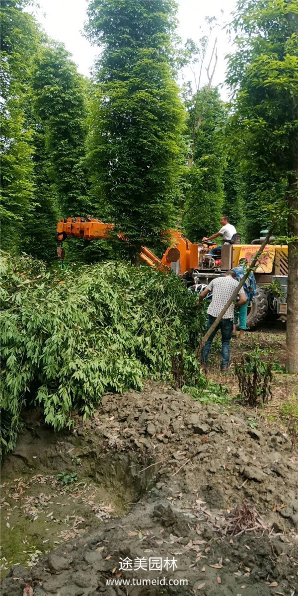 成都温江桢楠基地大量批发中