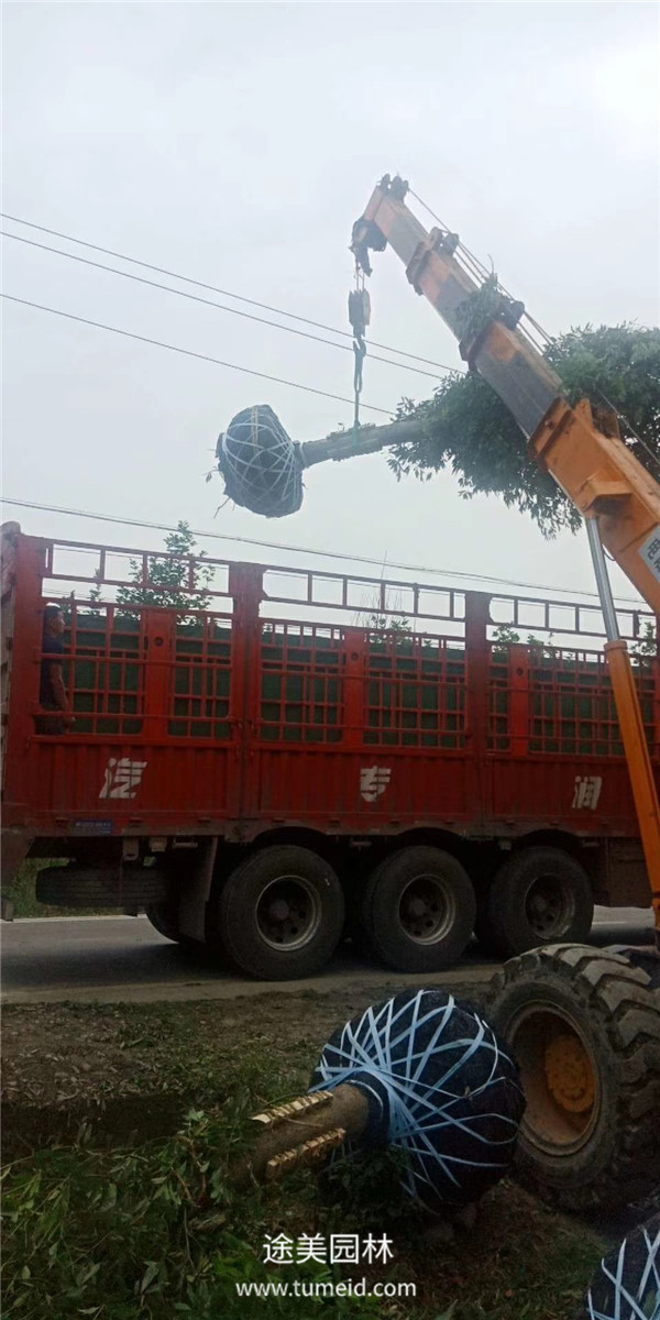 桢楠树的种植繁殖方法【精】