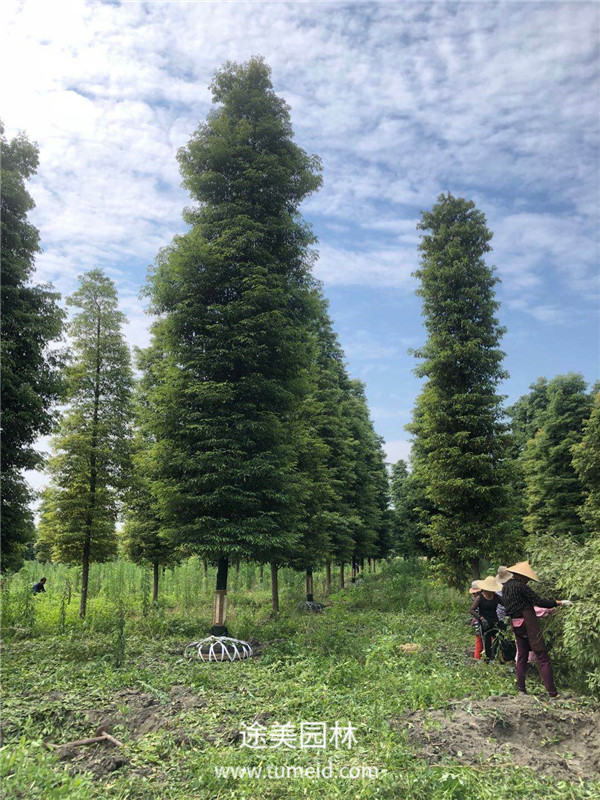 成都温江桢楠基地大量批发中