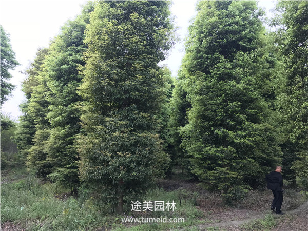 桢楠树的种植繁殖方法【精】