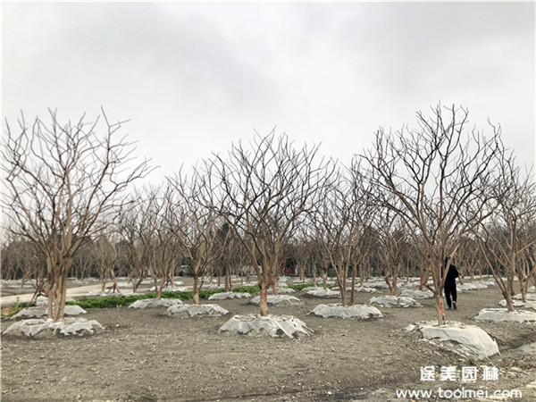 成都紫薇基地实拍紫薇图片