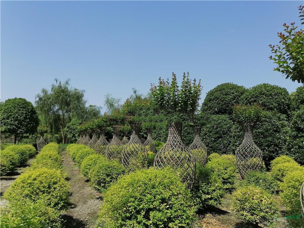 紫薇树基地图片