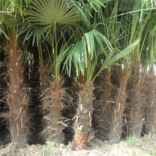棕榈树基地实拍图